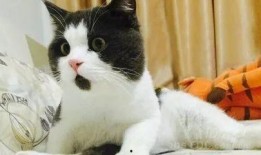 新瓜最新爆料猫小纯,揭秘娱乐圈背后的惊人真相